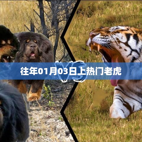 老虎上热门，回顾历年热门事件