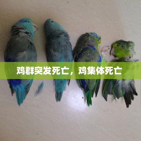 鸡群突发死亡,鸡集体死亡