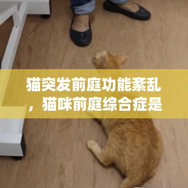 猫突发前庭功能紊乱，猫咪前庭综合症是什么意思 