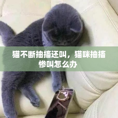 猫不断抽搐还叫，猫咪抽搐惨叫怎么办 