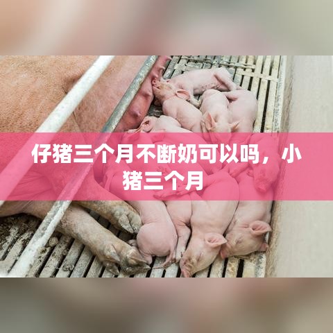 仔猪三个月不断奶可以吗,小猪三个月