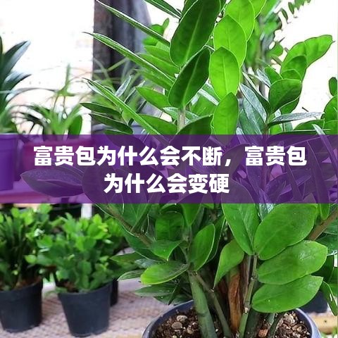 富贵包为什么会不断，富贵包为什么会变硬 