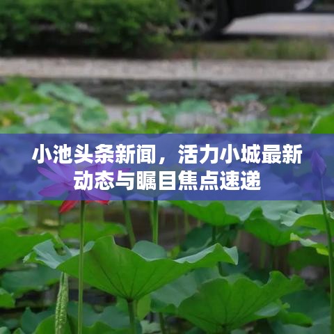 小池头条新闻,活力小城最新动态与瞩目焦点速递