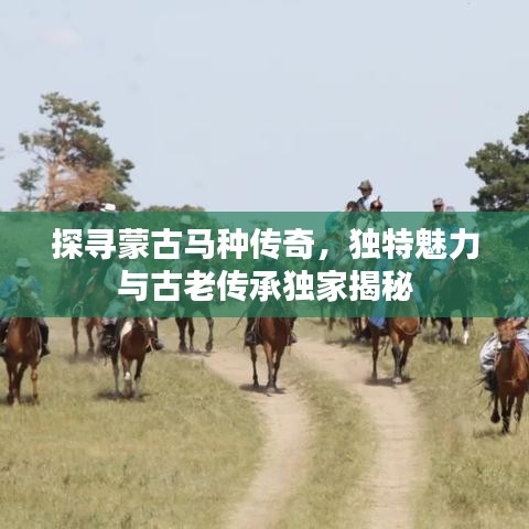 探寻蒙古马种传奇,独特魅力与古老传承独家揭秘