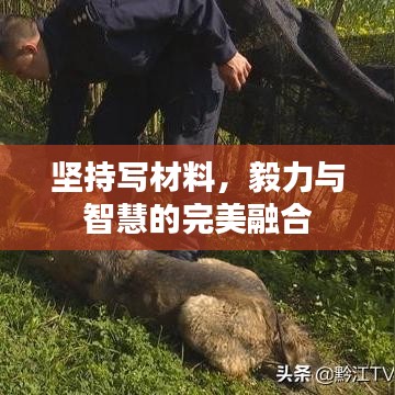 坚持写材料,毅力与智慧的完美融合