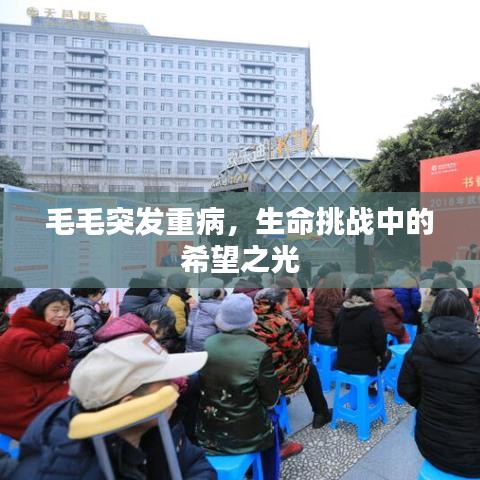 毛毛突发重病，生命挑战中的希望之光