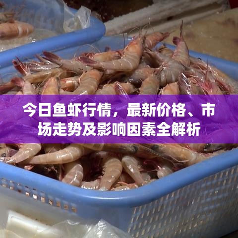 今日鱼虾行情，最新价格、市场走势及影响因素全解析