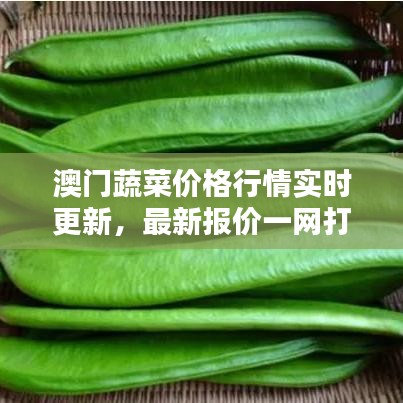 澳门蔬菜价格行情实时更新,最新报价一网打尽