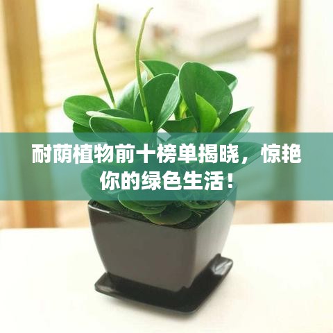 耐荫植物前十榜单揭晓,惊艳你的绿色生活!