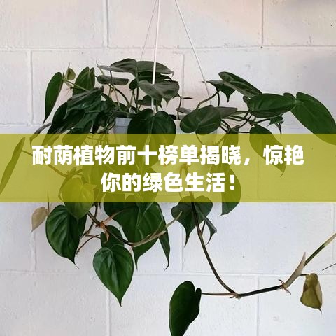 耐荫植物前十榜单揭晓,惊艳你的绿色生活!