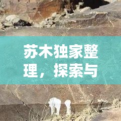 苏木独家整理，探索与发现的生活艺术之美