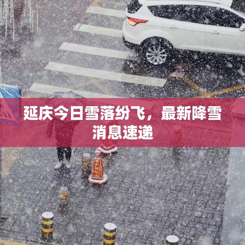 延庆今日雪落纷飞，最新降雪消息速递