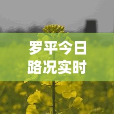 罗平今日路况实时更新，出行必备查询指南