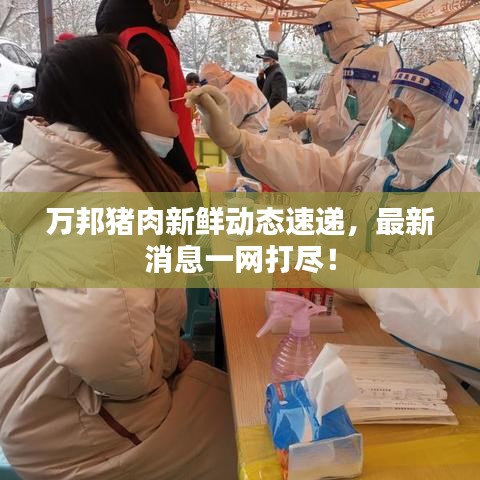 万邦猪肉新鲜动态速递，最新消息一网打尽！