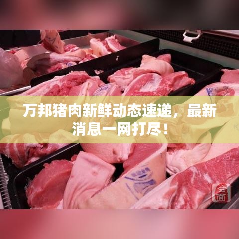 万邦猪肉新鲜动态速递,最新消息一网打尽!