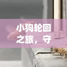 小狗轮回之旅,守护与希望的永恒篇章