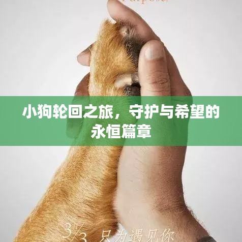 小狗轮回之旅,守护与希望的永恒篇章