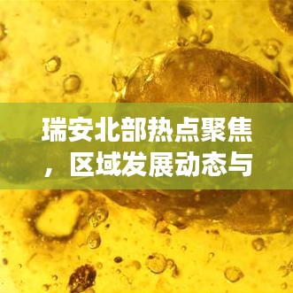 瑞安北部热点聚焦,区域发展动态与社会新闻头条