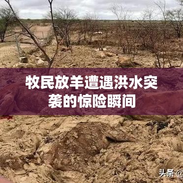 牧民放羊遭遇洪水突袭的惊险瞬间