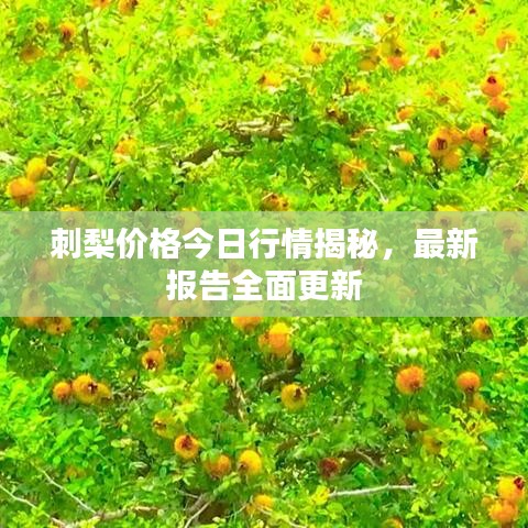 刺梨价格今日行情揭秘,最新报告全面更新
