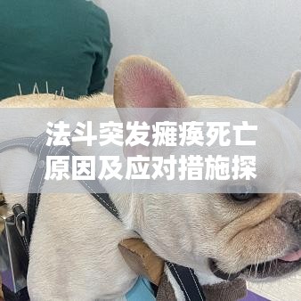 法斗突发瘫痪死亡原因及应对措施探讨