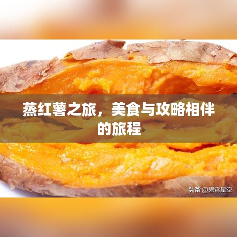 蒸红薯之旅，美食与攻略相伴的旅程