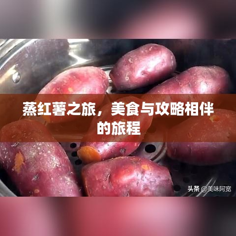 蒸红薯之旅,美食与攻略相伴的旅程
