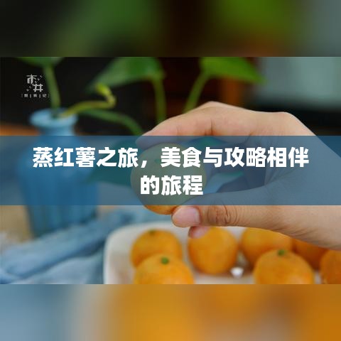蒸红薯之旅,美食与攻略相伴的旅程