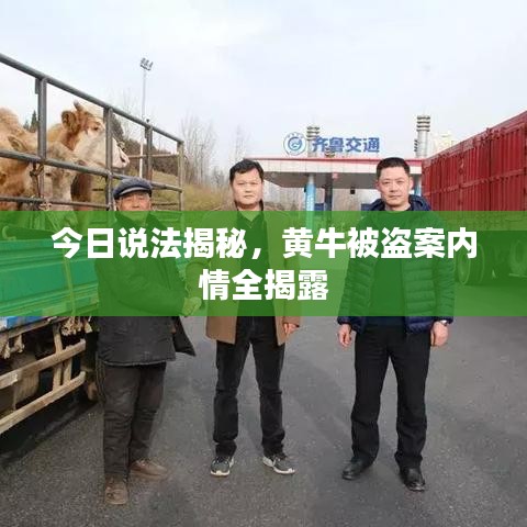 今日说法揭秘,黄牛被盗案内情全揭露