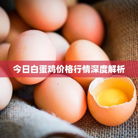 今日白蛋鸡价格行情深度解析