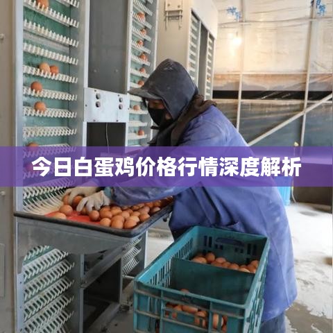 今日白蛋鸡价格行情深度解析
