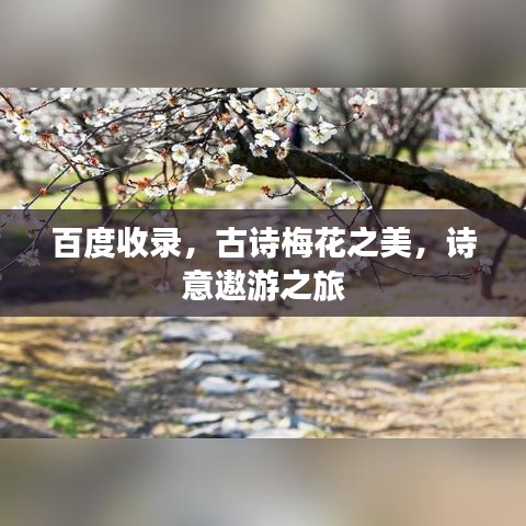 百度收录,古诗梅花之美,诗意遨游之旅