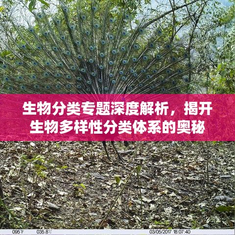 生物分类专题深度解析,揭开生物多样性分类体系的奥秘