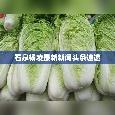 石泉杨凌最新新闻头条速递