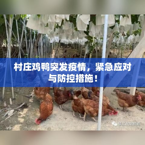 村庄鸡鸭突发疫情，紧急应对与防控措施！