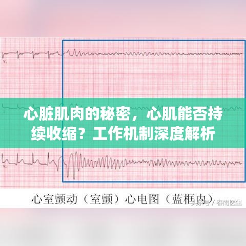 心脏肌肉的秘密,心肌能否持续收缩?工作机制深度解析