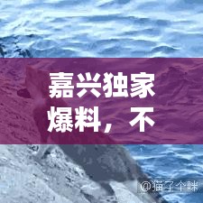 嘉兴独家爆料，不容错过的本地新闻资讯