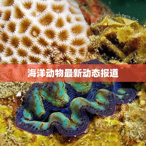 海洋动物最新动态报道