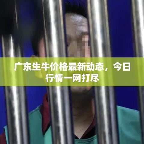 广东生牛价格最新动态,今日行情一网打尽