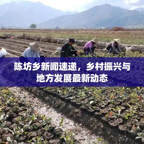 陈坊乡新闻速递，乡村振兴与地方发展最新动态