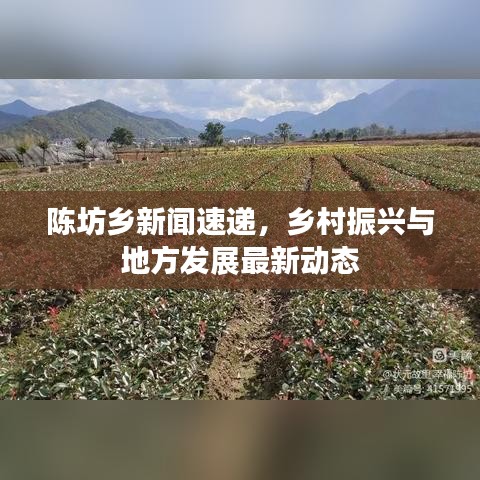 陈坊乡新闻速递,乡村振兴与地方发展最新动态