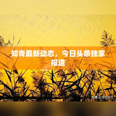 知青最新动态,今日头条独家报道