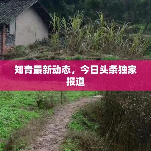 知青最新动态,今日头条独家报道