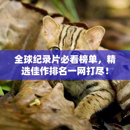 全球纪录片必看榜单，精选佳作排名一网打尽！