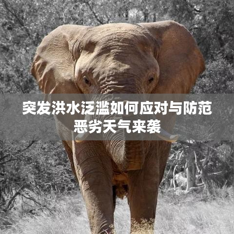 突发洪水泛滥如何应对与防范恶劣天气来袭