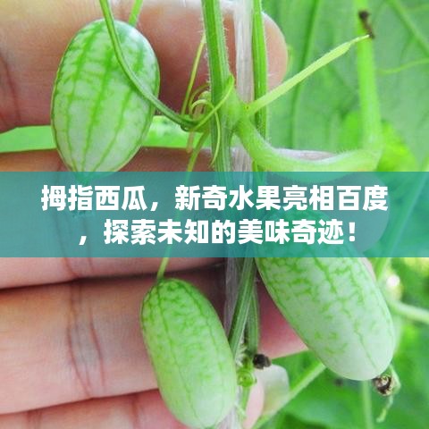 拇指西瓜，新奇水果亮相百度，探索未知的美味奇迹！