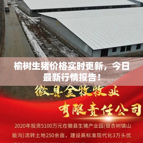 榆树生猪价格实时更新,今日最新行情报告!