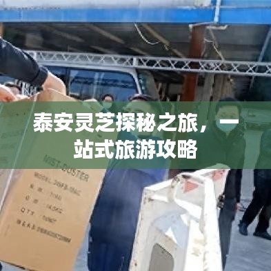 泰安灵芝探秘之旅,一站式旅游攻略