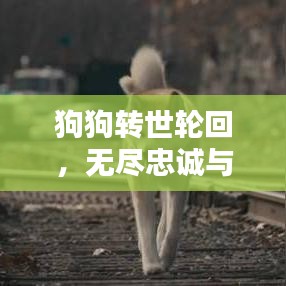 狗狗转世轮回，无尽忠诚与爱的守护陪伴