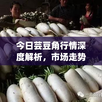 今日芸豆角行情深度解析,市场走势、价格及供需关系一网打尽